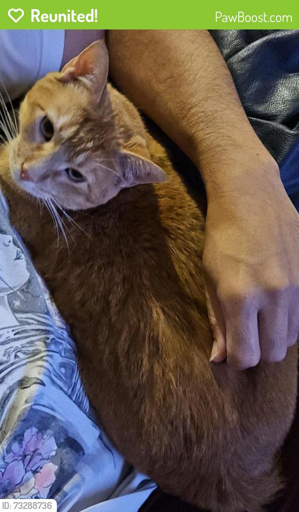 Reunited Female Cat last seen Dacy lane, Kyle, TX 78640