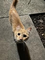 Found/Stray Unknown Cat last seen Fountain Parc apmts, Indianapolis, IN 46220