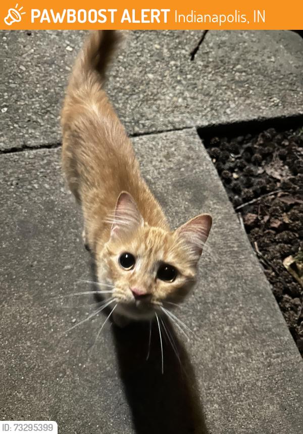 Found/Stray Unknown Cat last seen Fountain Parc apmts, Indianapolis, IN 46220