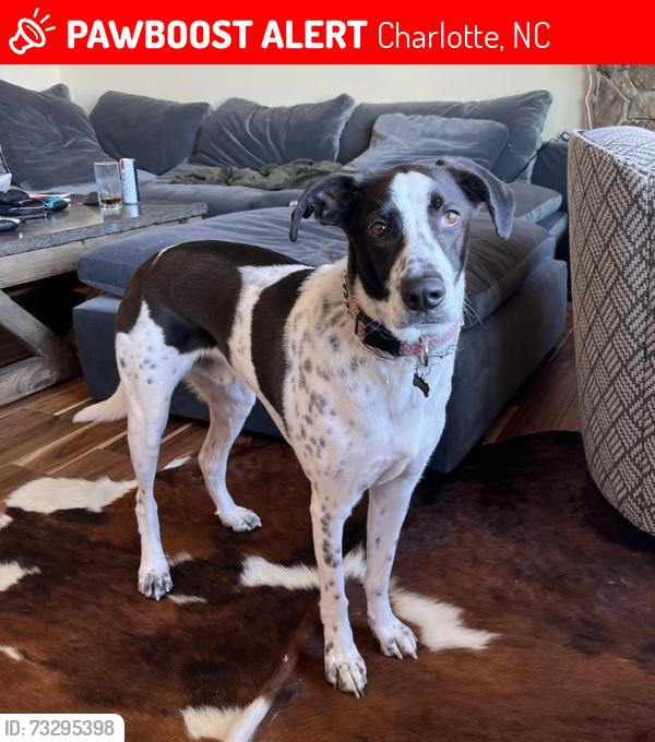 Lost Male Dog last seen Fairview Rd, Southpark, Charlotte, NC 28211