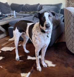Lost Male Dog last seen Fairview Rd, Southpark, Charlotte, NC 28211