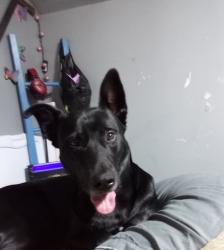 Reunited Male Dog last seen Near east Tennessee, Evansville, IN 47711