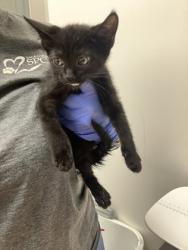Shelter Stray Male Cat last seen Near CINDER CT, City of Sacramento, CA, 6201 Florin Perkins Rd, Sacramento, CA 95828, USA