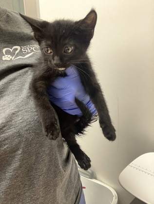 Shelter Stray Male Cat last seen Near CINDER CT, City of Sacramento, CA, 6201 Florin Perkins Rd, Sacramento, CA 95828, USA