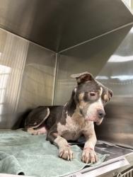Shelter Stray Female Dog last seen Near Donnelly ave sw, Atlanta, GA, 1251 Fulton Industrial Blvd NW, Atlanta, GA 30336, USA