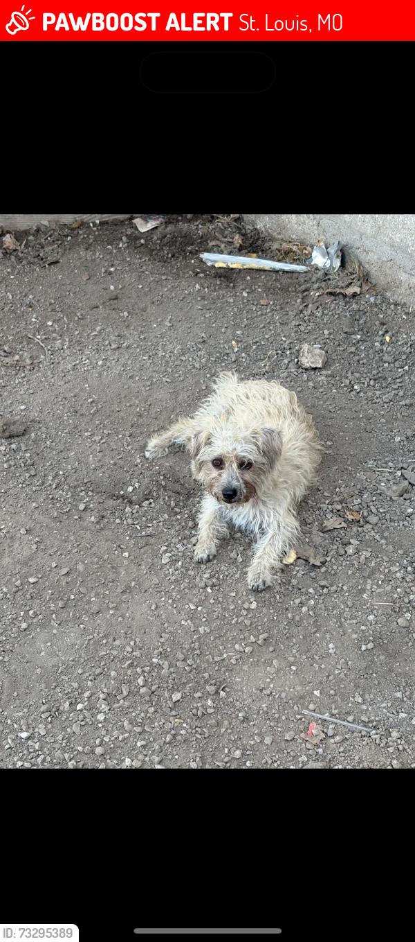 Lost Female Dog last seen Vandaventor and Manchester quicktrip, St. Louis, MO 63110