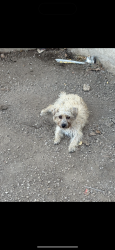 Lost Female Dog last seen Vandaventor and Manchester quicktrip, St. Louis, MO 63110