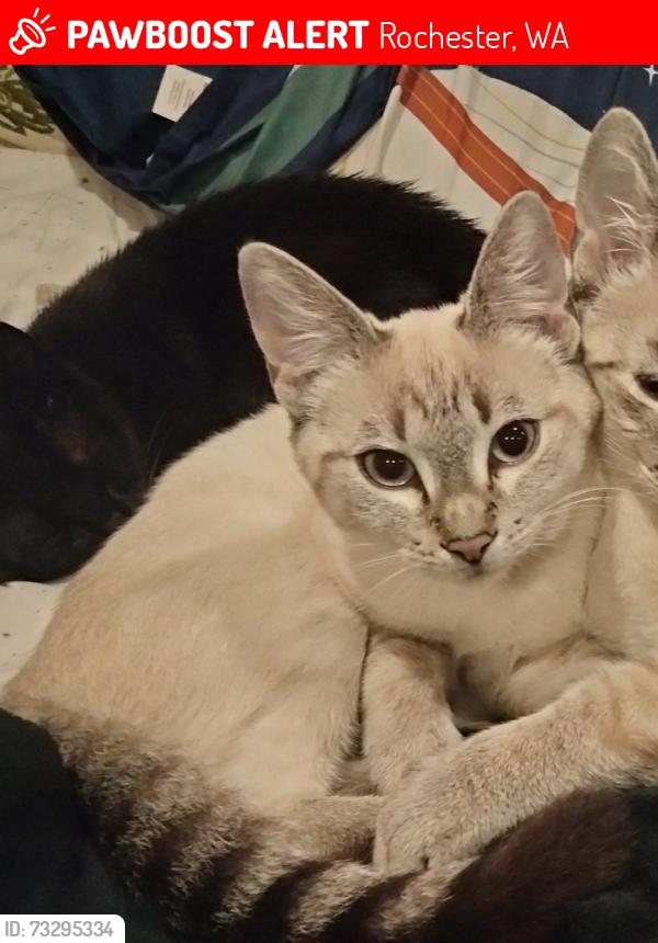 Lost Female Cat last seen Near 1 block Before ConCo on Guava st.Sw, Rochester, WA 98579