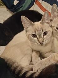 Lost Female Cat last seen Near 1 block Before ConCo on Guava st.Sw, Rochester, WA 98579