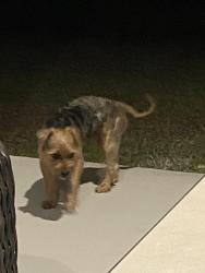Found/Stray Male Dog last seen Pee dee rd housing area, Aberdeen, NC 28315