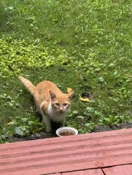 Found/Stray Male Cat last seen Little Turtle subdivision, Westerville, OH 43081