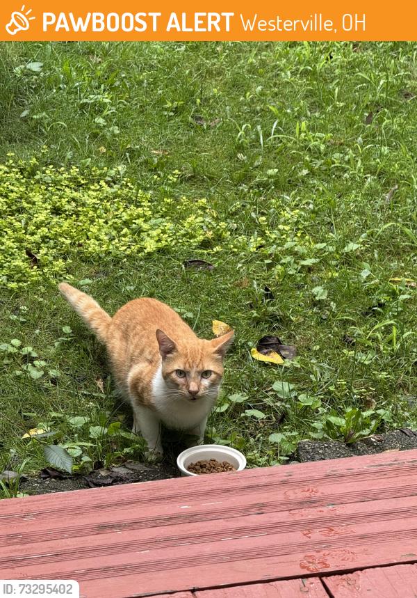 Found/Stray Male Cat last seen Little Turtle subdivision, Westerville, OH 43081