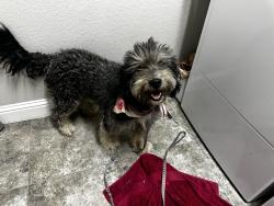 Reunited Female Dog last seen White Settlement road, Parker County, TX 76087
