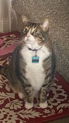 Reunited Male Cat last seen Scarlatti Cantata Dr, Katy, TX 77493, USA, Katy, TX 77493