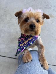 Lost Female Dog last seen Benwiley & Orchard cross streets in Santa Maria, Santa Maria, CA 93458