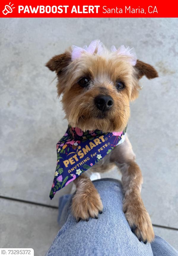 Lost Female Dog last seen Benwiley & Orchard cross streets in Santa Maria, Santa Maria, CA 93458
