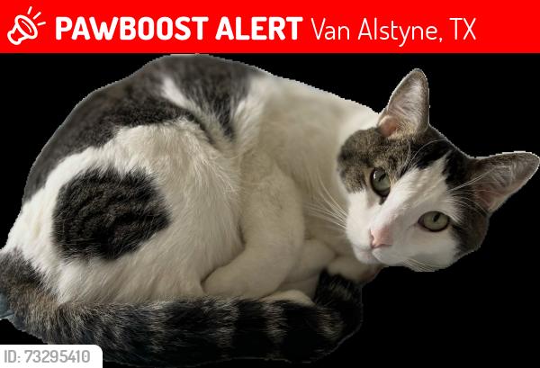 Lost Male Cat last seen Spence road and Waco, Van Alstyne, TX 75495