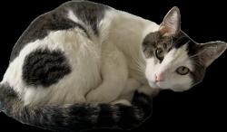 Lost Male Cat last seen Spence road and Waco, Van Alstyne, TX 75495