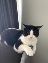 Lost Male Cat last seen Shell gas station, Ottawa, ON 