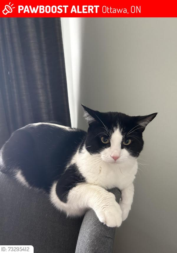 Lost Male Cat last seen Shell gas station, Ottawa, ON 