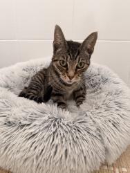 Reunited Female Cat last seen Claremont Ave / Wellesley Crescent area, Redwood City, CA 94062