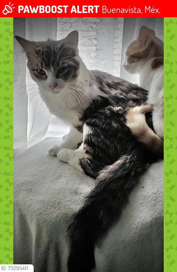 Lost Male Cat last seen Oso de las torres en calle Miguel Hidalgo, Buenavista, Méx. 54955