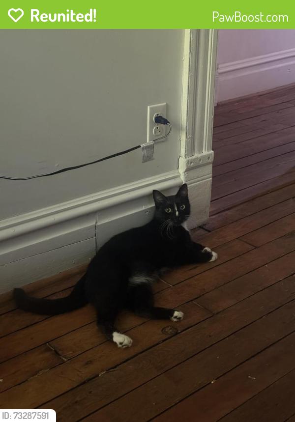 Reunited Male Cat last seen N Aiken Ave, Columbo St, Neighborhood Academy, Pittsburgh, PA 15206