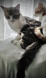 Lost Male Cat last seen Oso de las torres en calle Miguel Hidalgo, Buenavista, Méx. 54955
