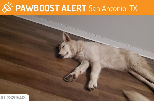 Found/Stray Male Other last seen medina syreet, San Antonio, TX 78242