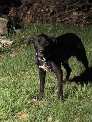 Reunited Male Dog last seen Highgrain brewery, Cincinnati, OH 45232