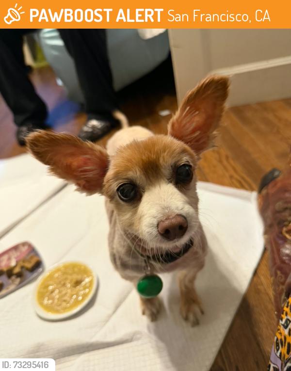 Found/Stray Male Dog last seen Phelps and Oakdale, San Francisco, CA 94124