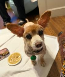 Found/Stray Male Dog last seen Phelps and Oakdale, San Francisco, CA 94124
