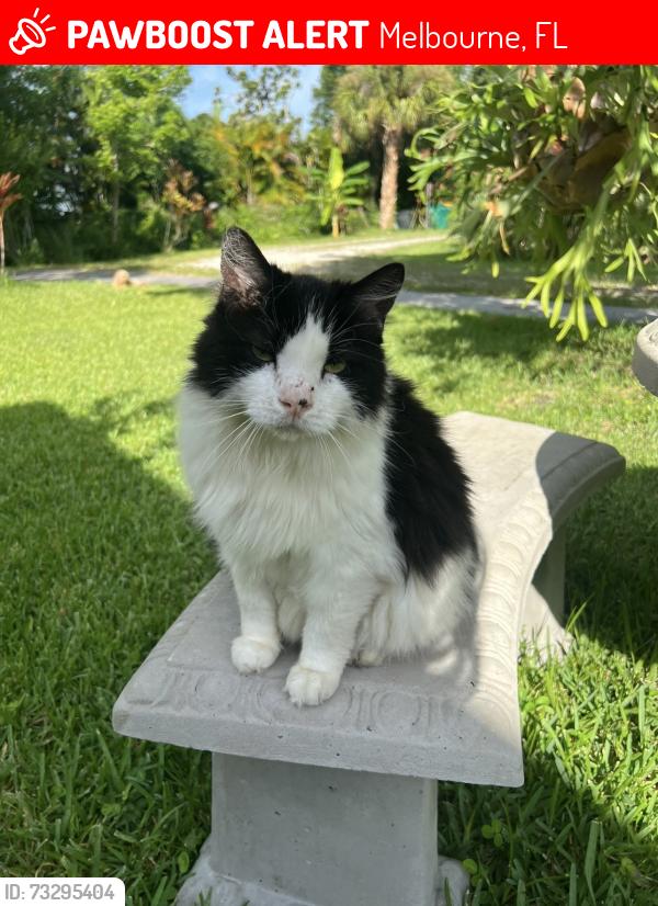 Lost Male Cat last seen Windover Farms, Melbourne, FL 32934