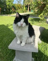 Lost Male Cat last seen Windover Farms, Melbourne, FL 32934