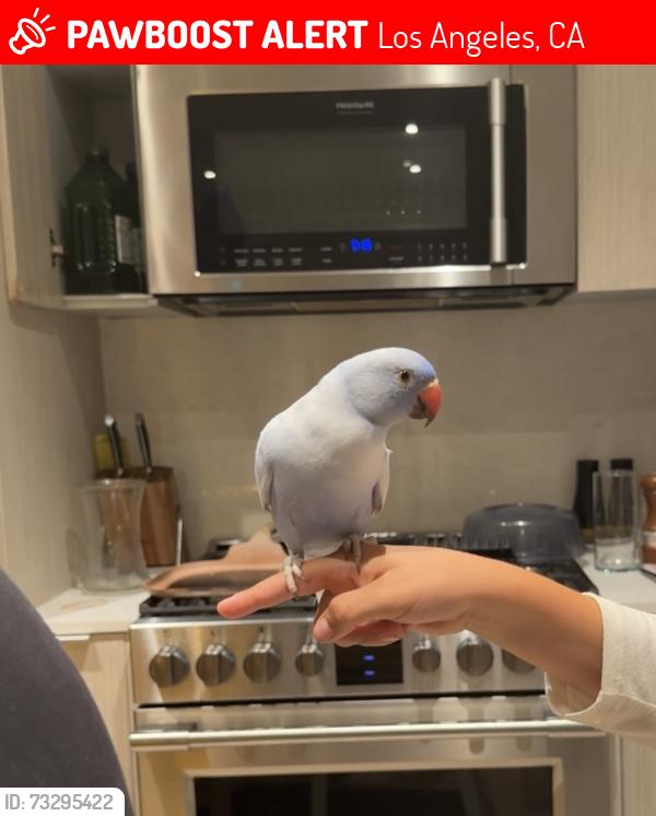 Lost Unknown Bird last seen Airport Blvd and 88th st, Los Angeles, CA 90045