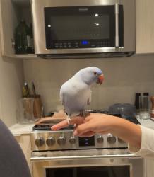 Lost Unknown Bird last seen Airport Blvd and 88th st, Los Angeles, CA 90045