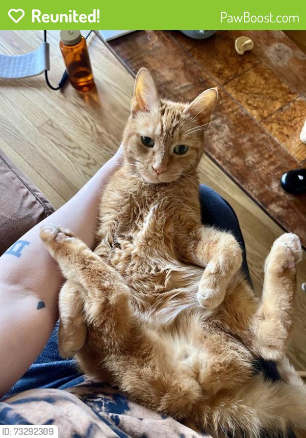 Reunited Male Cat last seen 38th and Kenilworth, Berwyn, IL 60402
