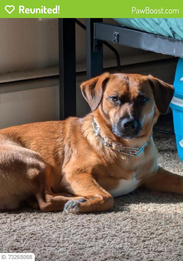 Reunited Male Dog last seen Near wilmington Ave, Dayton, OH 45420