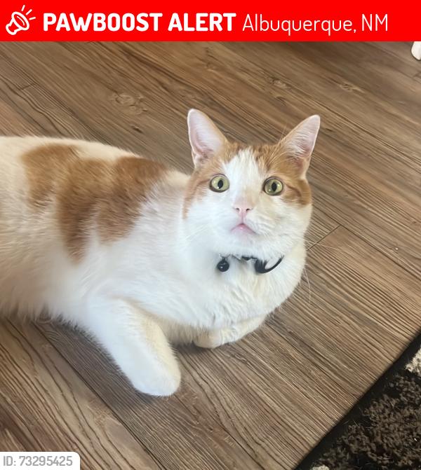 Lost Male Cat last seen Avenida Madrid and Calle Mirlo, Albuquerque, NM 87114