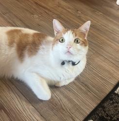 Lost Male Cat last seen Avenida Madrid and Calle Mirlo, Albuquerque, NM 87114