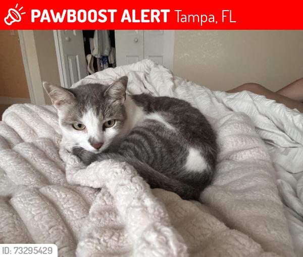 Lost Male Cat last seen Wilsky Blvd & Waters Ave, Tampa, FL 33615