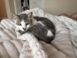 Lost Male Cat last seen Wilsky Blvd & Waters Ave, Tampa, FL 33615