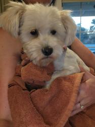 Reunited Male Dog last seen Haverhill rd, El Cajon, CA 92020