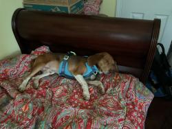 Lost Male Dog last seen Torrence and Third, Charlotte, NC 28204