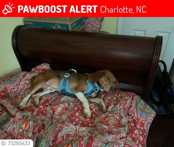 Lost Male Dog last seen Torrence and Third, Charlotte, NC 28204