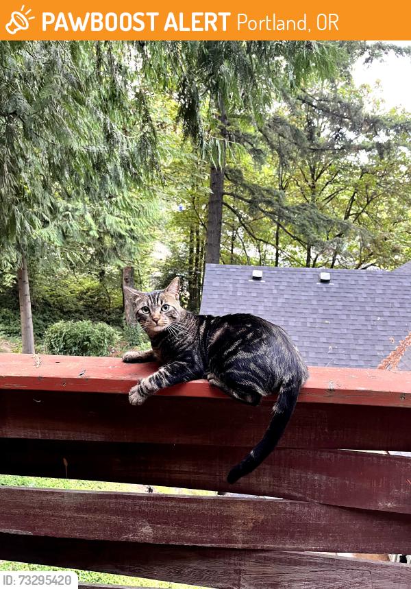 Found/Stray Unknown Cat last seen SW Gaines st. and SW 10th ave., Portland, OR 97239