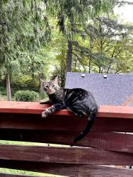 Found/Stray Unknown Cat last seen SW Gaines st. and SW 10th ave., Portland, OR 97239
