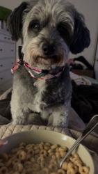 Reunited Male Dog last seen Front yard, Concord, NC 28025