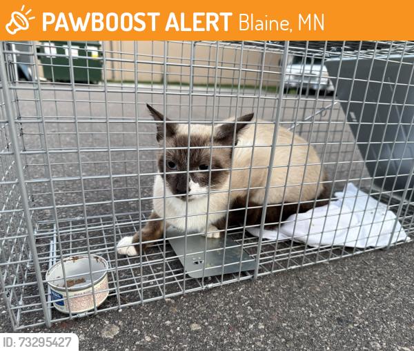 Found/Stray Unknown Cat last seen Casey’s Gas Station, 8501 Xylite St NE, Blaine, MN 55434