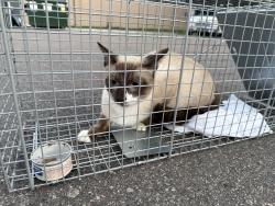 Found/Stray Unknown Cat last seen Casey’s Gas Station, 8501 Xylite St NE, Blaine, MN 55434